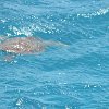 This sea turtle came alongside our boat