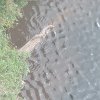 down in the river, I spotted this crocodile