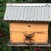 This is a bee hive.  The bees are very small and do not sting