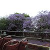 These trees were in full bloom on our bus tour to Bondi Beach