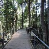 There was this nice boardwalk through the beautiful forest