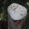 you could try to land a coin on this stump. I tried, but my coin fell to the forest floor