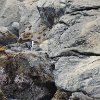 penguin on the rocks