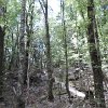 Then we took a walk through the forest.  In straddling the 'great divide' of the Southern Alps, the Mount Aspiring National Park presents a breath-taking range of landscapes.