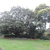 While waiting for our hotel room we took a walk through this Botanical Garden to the Opera House