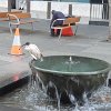 Australian White Ibis.  Sometimes referred to as ‘bin chickens’ or 'trash turkeys', these birds have found a new niche scavenging urban waste, along with a bad rep as pests.  they were all over the city and parks