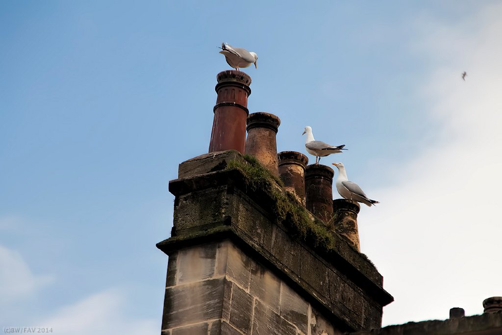 UKBathSeagulls