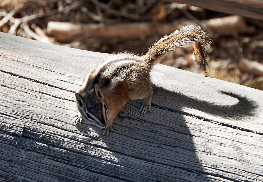 UTBryceCanyonSquirril