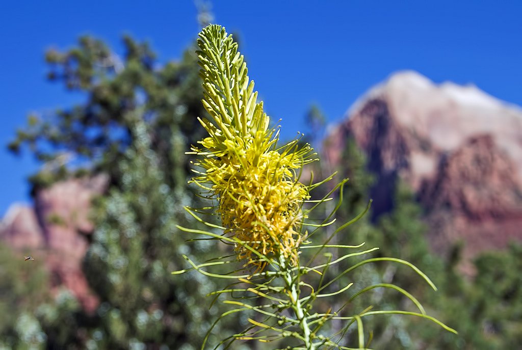 UTZionNatlParkWtchmanTrlWildflower