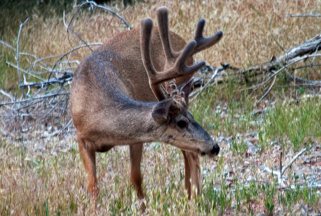 UTZionNtlParkMuleDeer